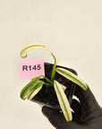 Epipremnum amplissimum variegata 'Albo'