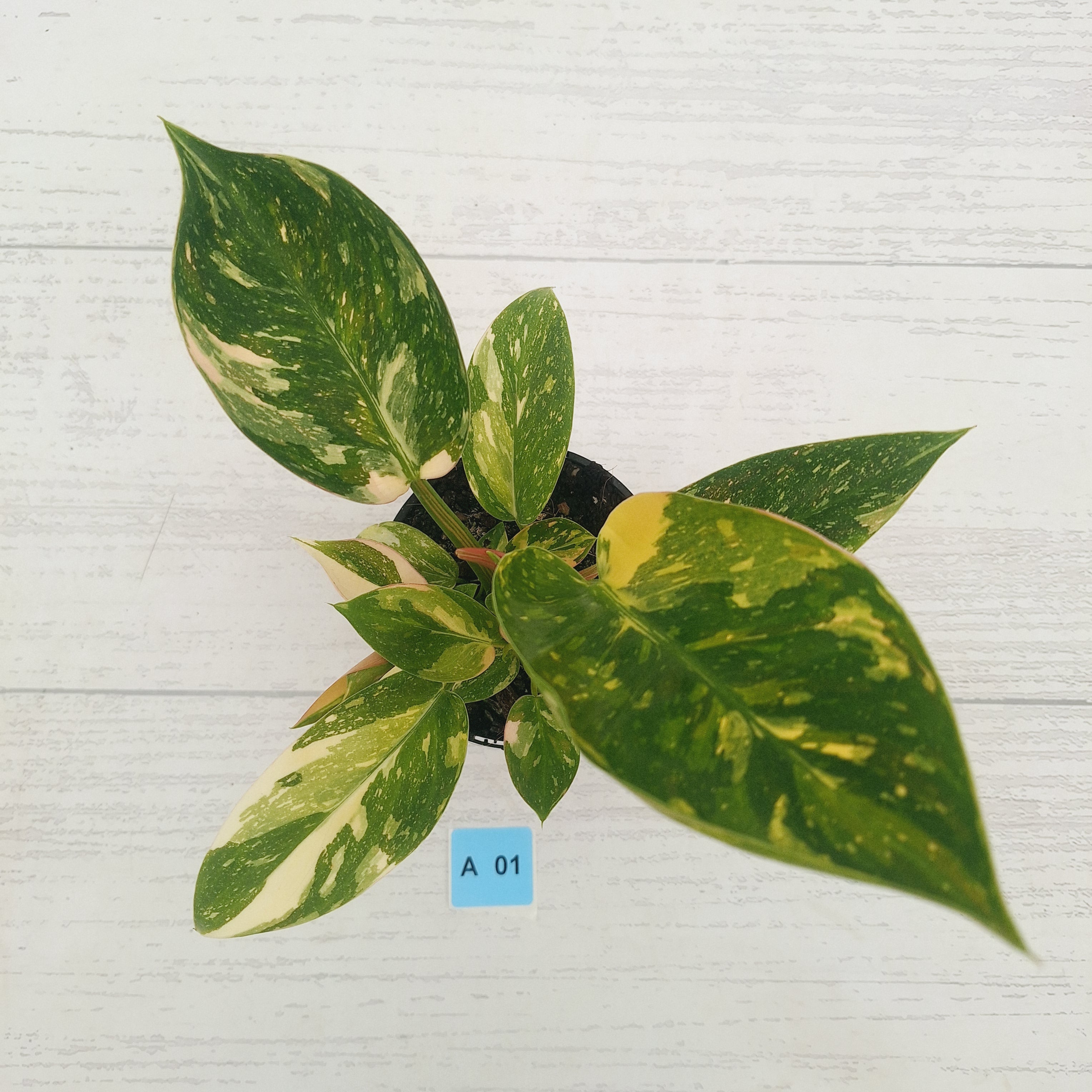 Philodendron Green Congo Variegata (Nuclear)