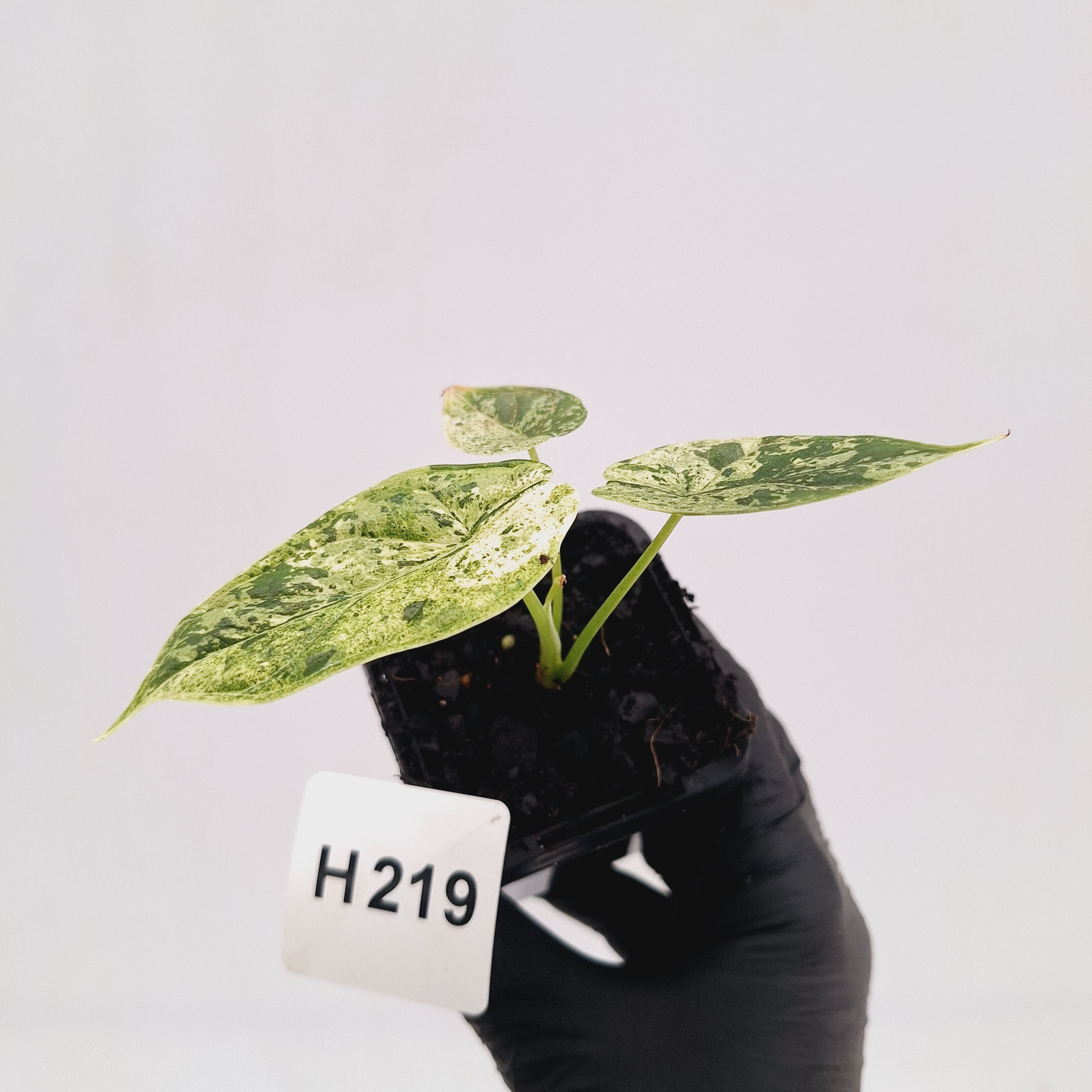 Alocasia baginda ‘Dragon Scale Mint'
