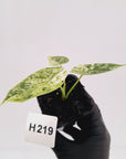 Alocasia baginda ‘Dragon Scale Mint'
