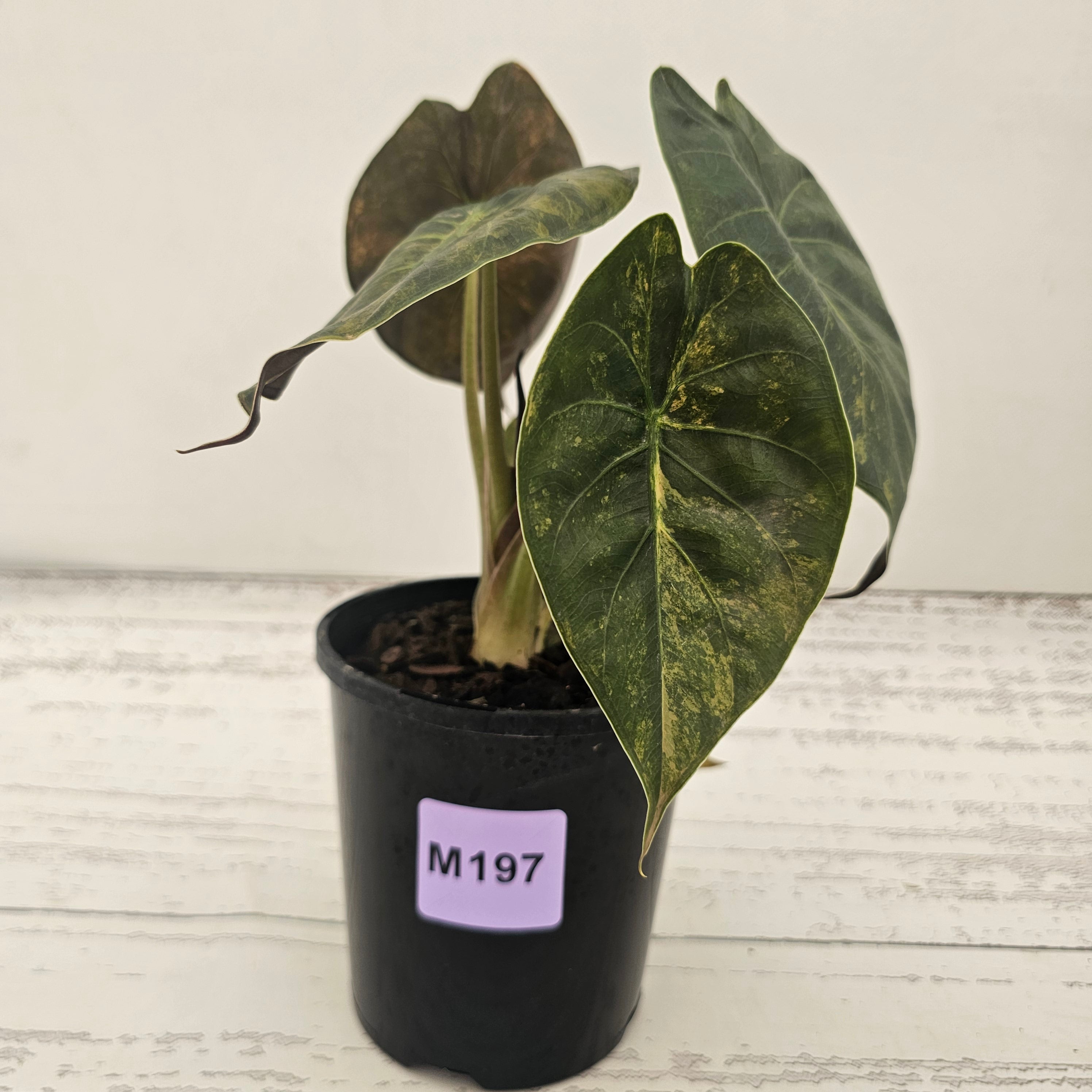 Alocasia ‘wentii’ Variegated - Sale