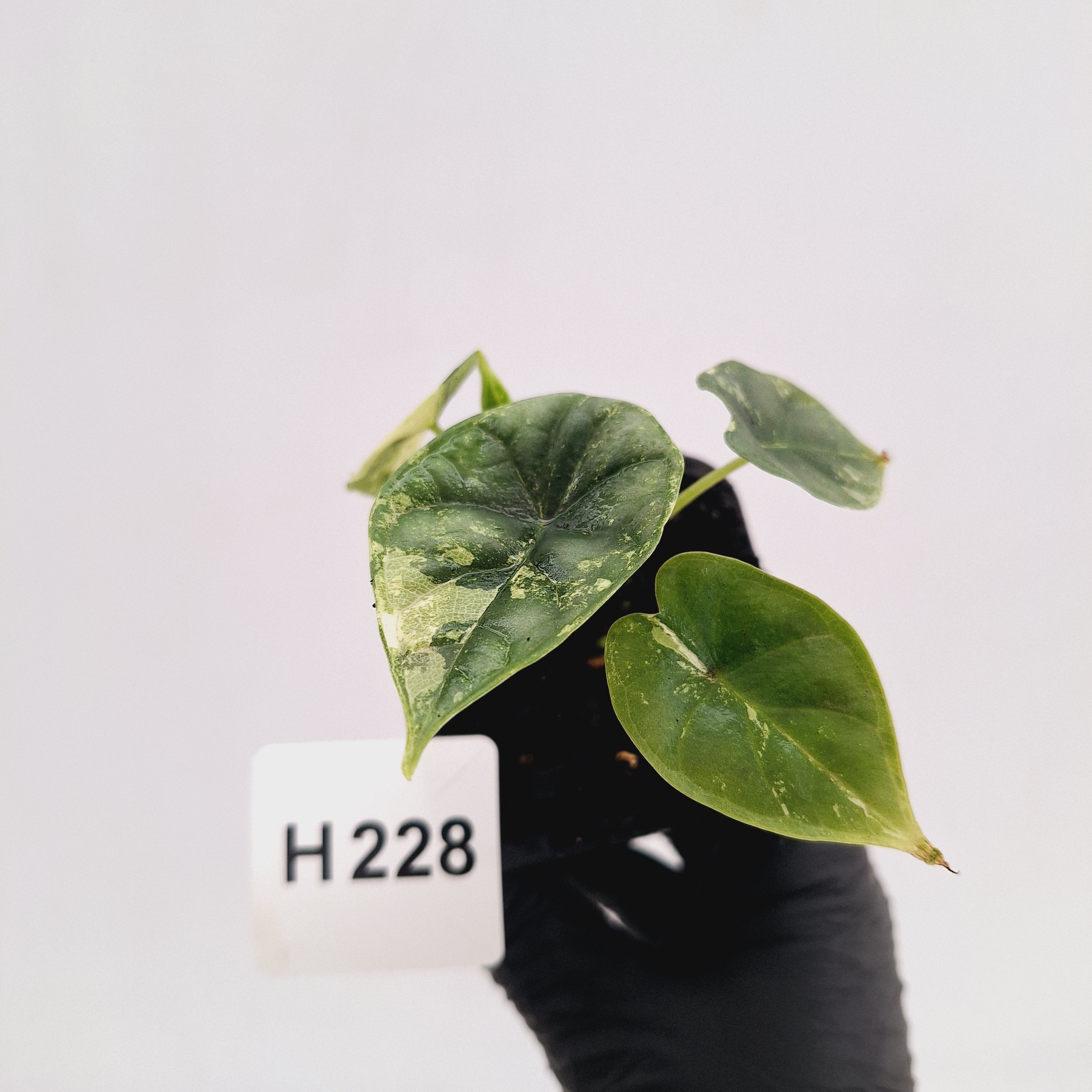 Alocasia Dragon Scale 'Marble' Variegata