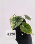 Alocasia Dragon Scale 'Marble' Variegata