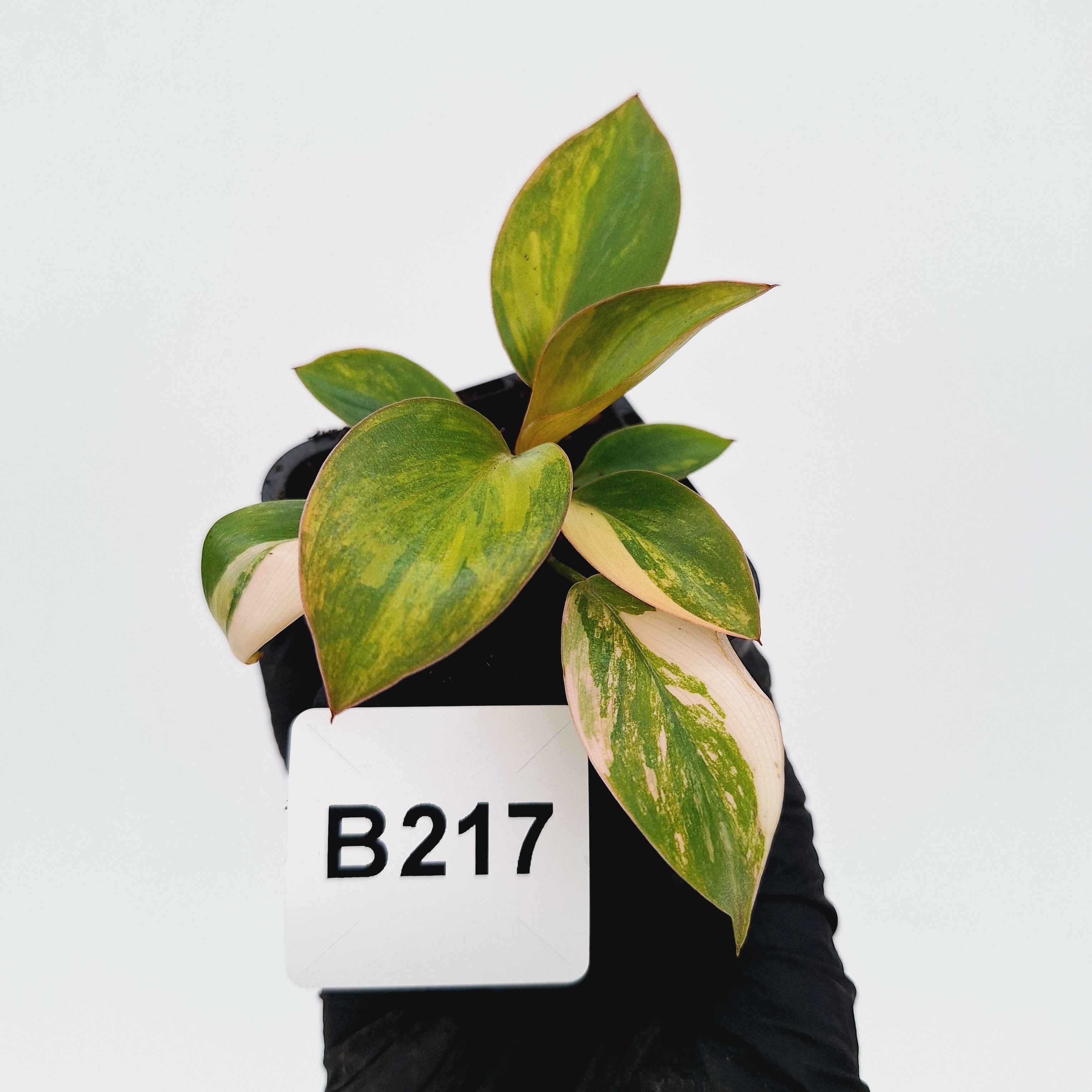 Philodendron 'Rojo Congo Variegated'