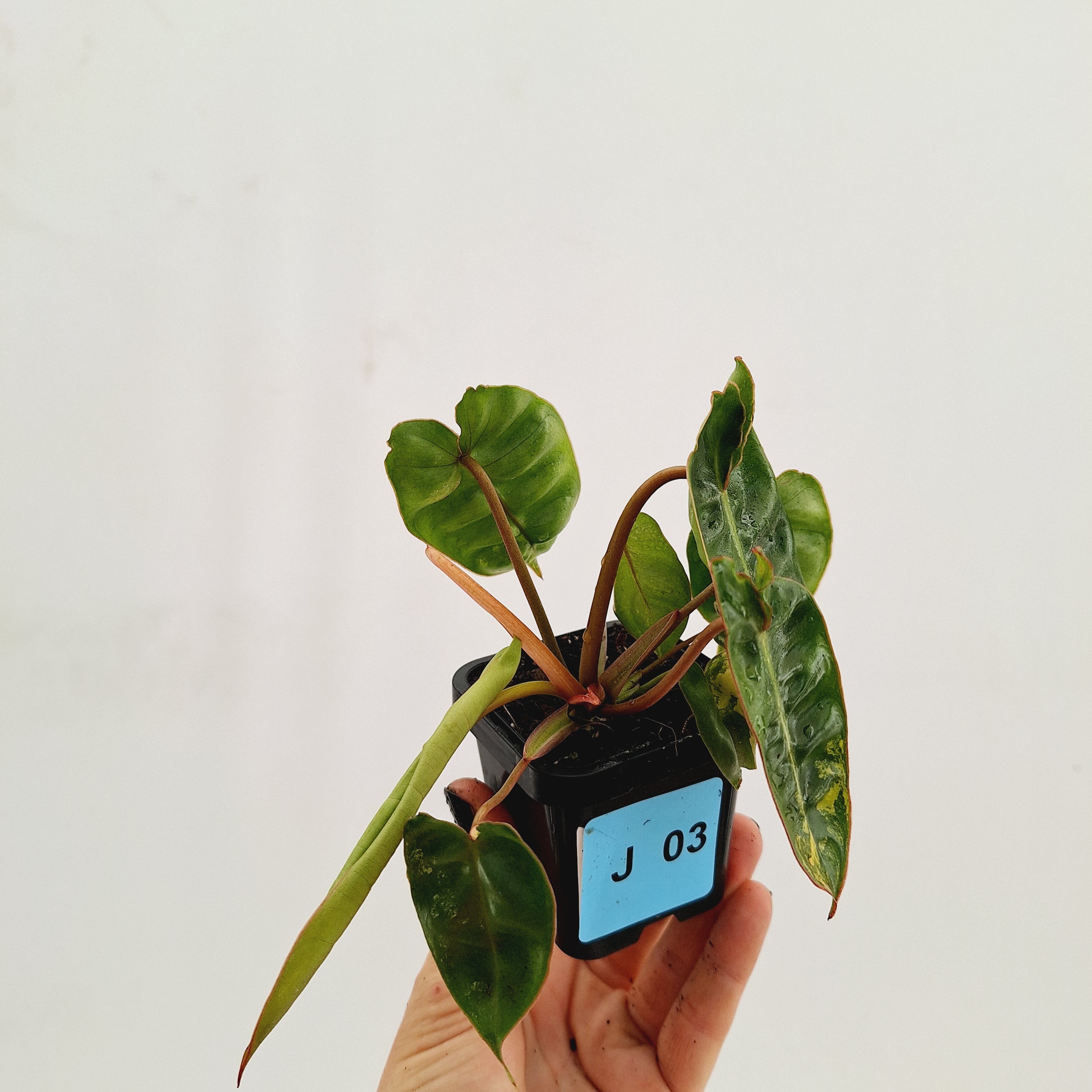 Philodendron billietiae Variegata
