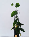 Monstera karstenianum 'Peru Variegata'
