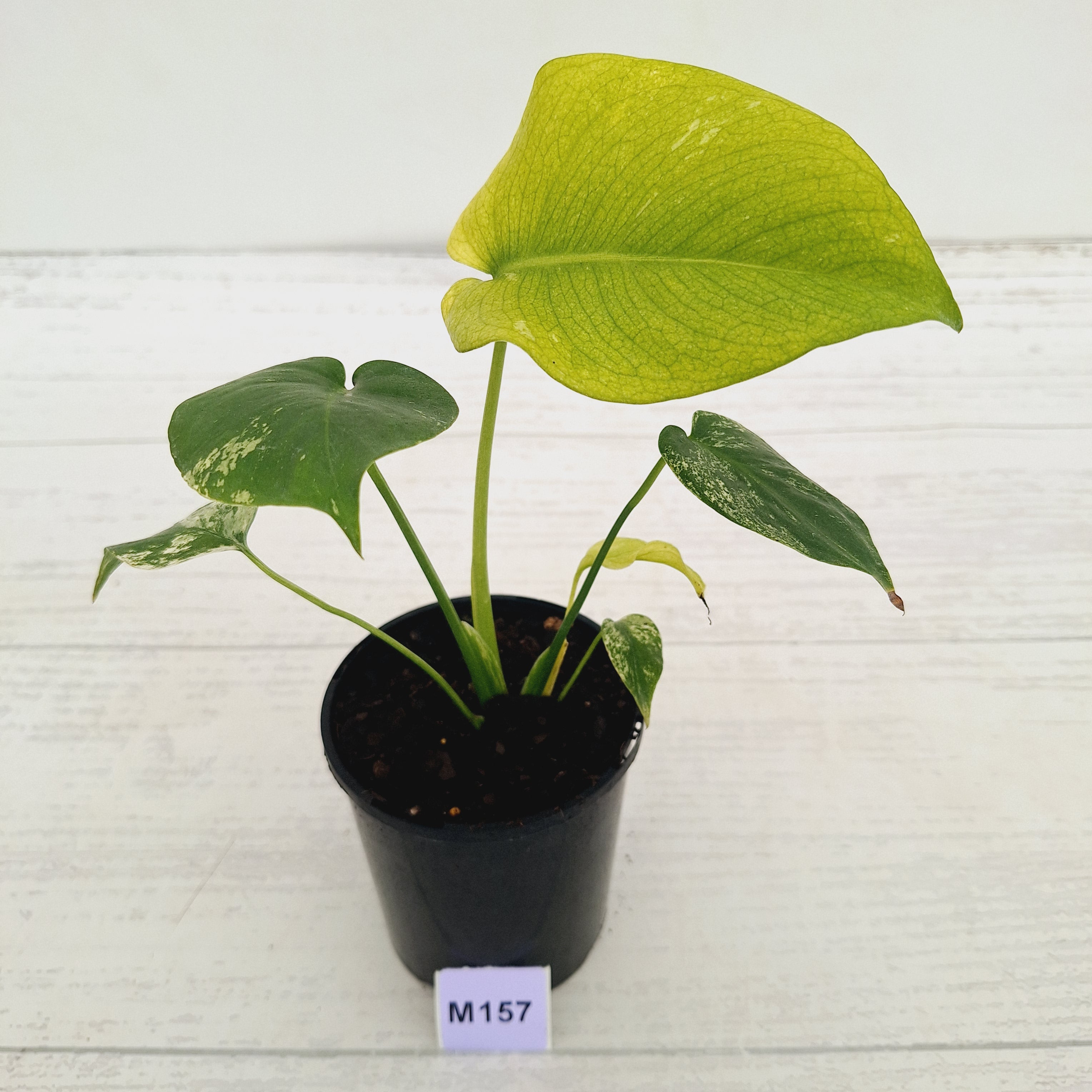 Monstera Deliciosa 'Mint' - SALE