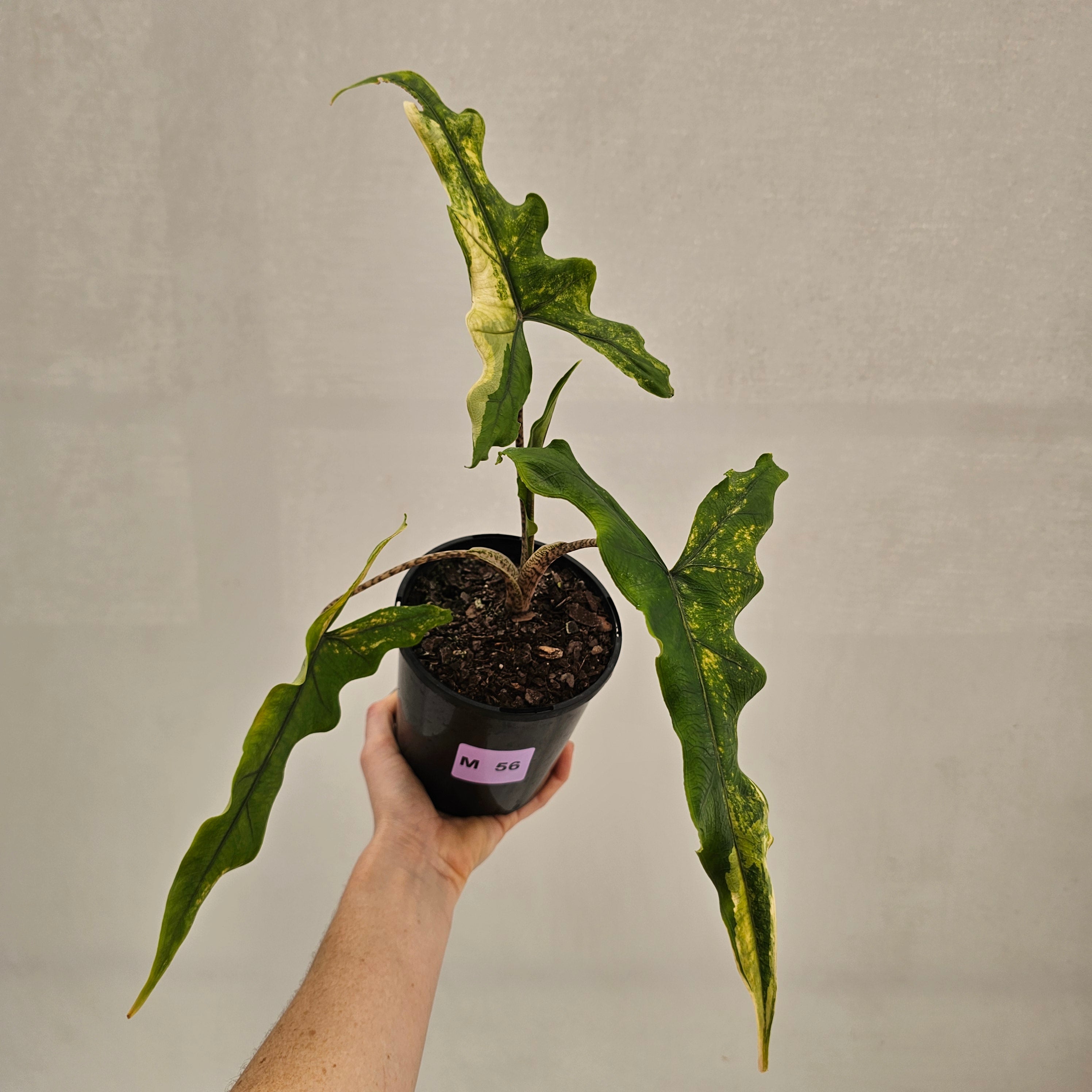 Alocasia sp. ‘Sabrina’ Aurea