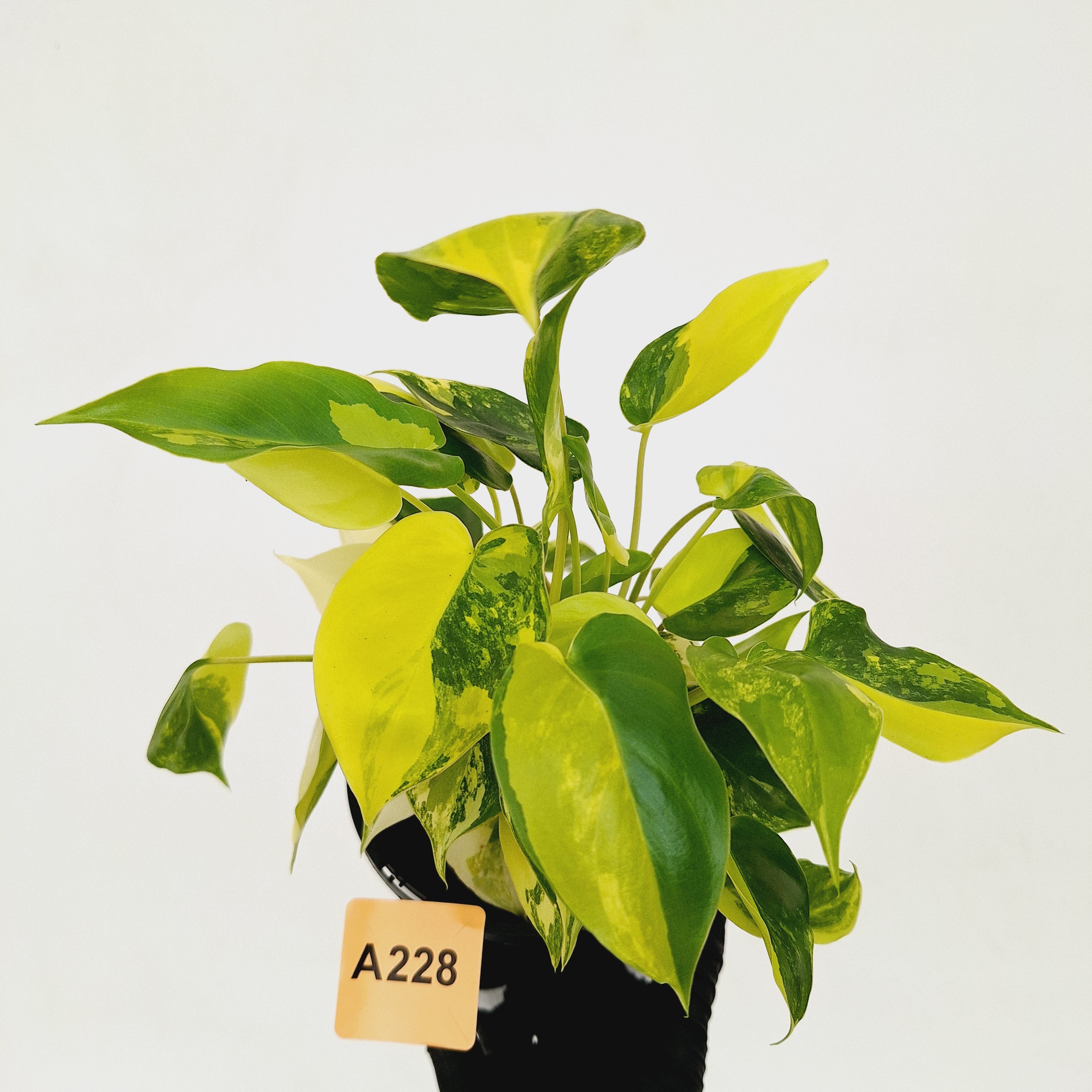 Philodendron Burle Marx variegata