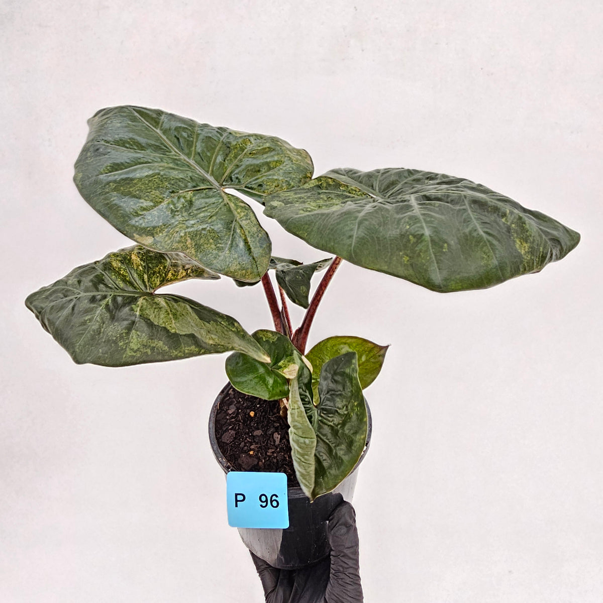 Alocasia macrorrhizos 'plumbea Variegata'