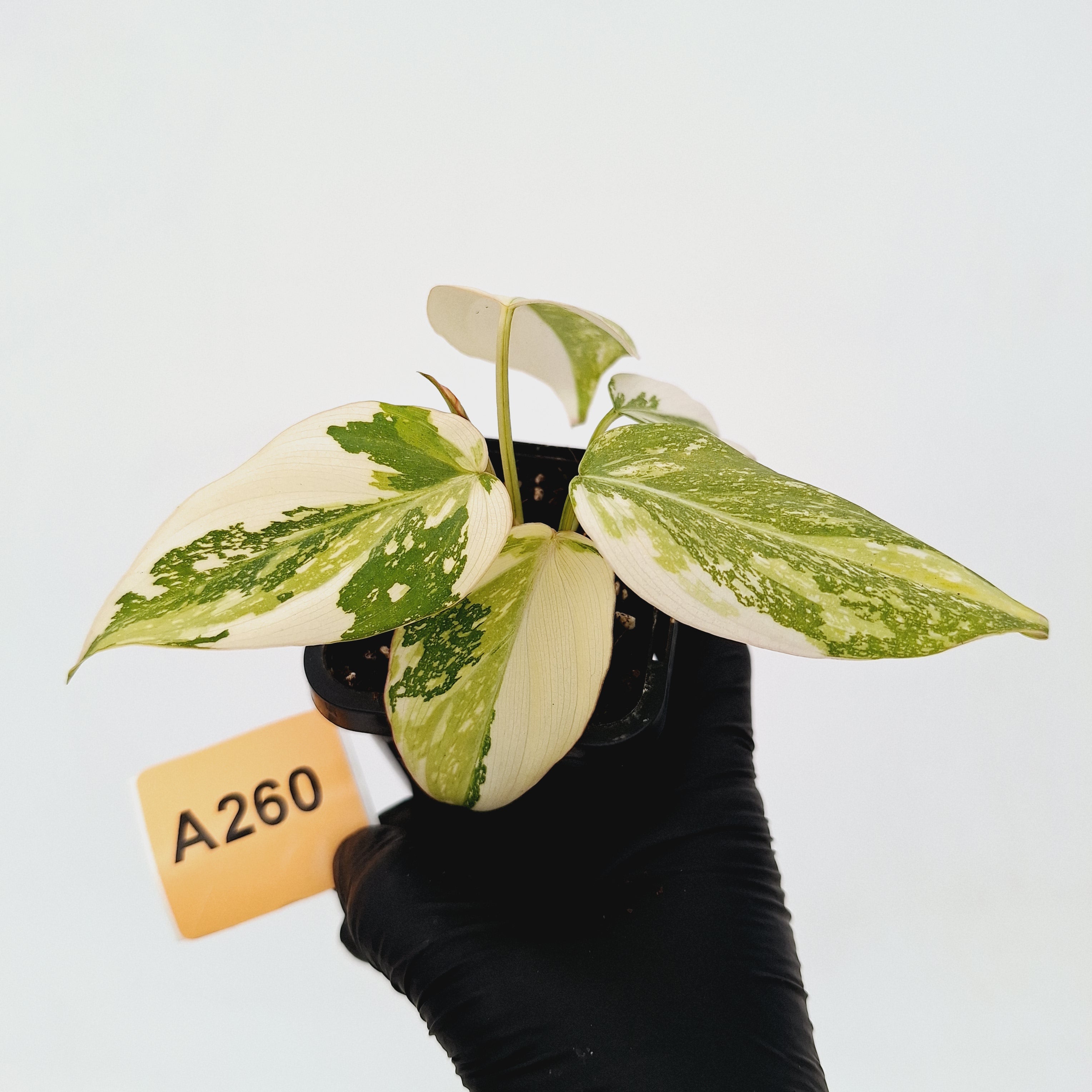 Philodendron gloriosum white vien variegata