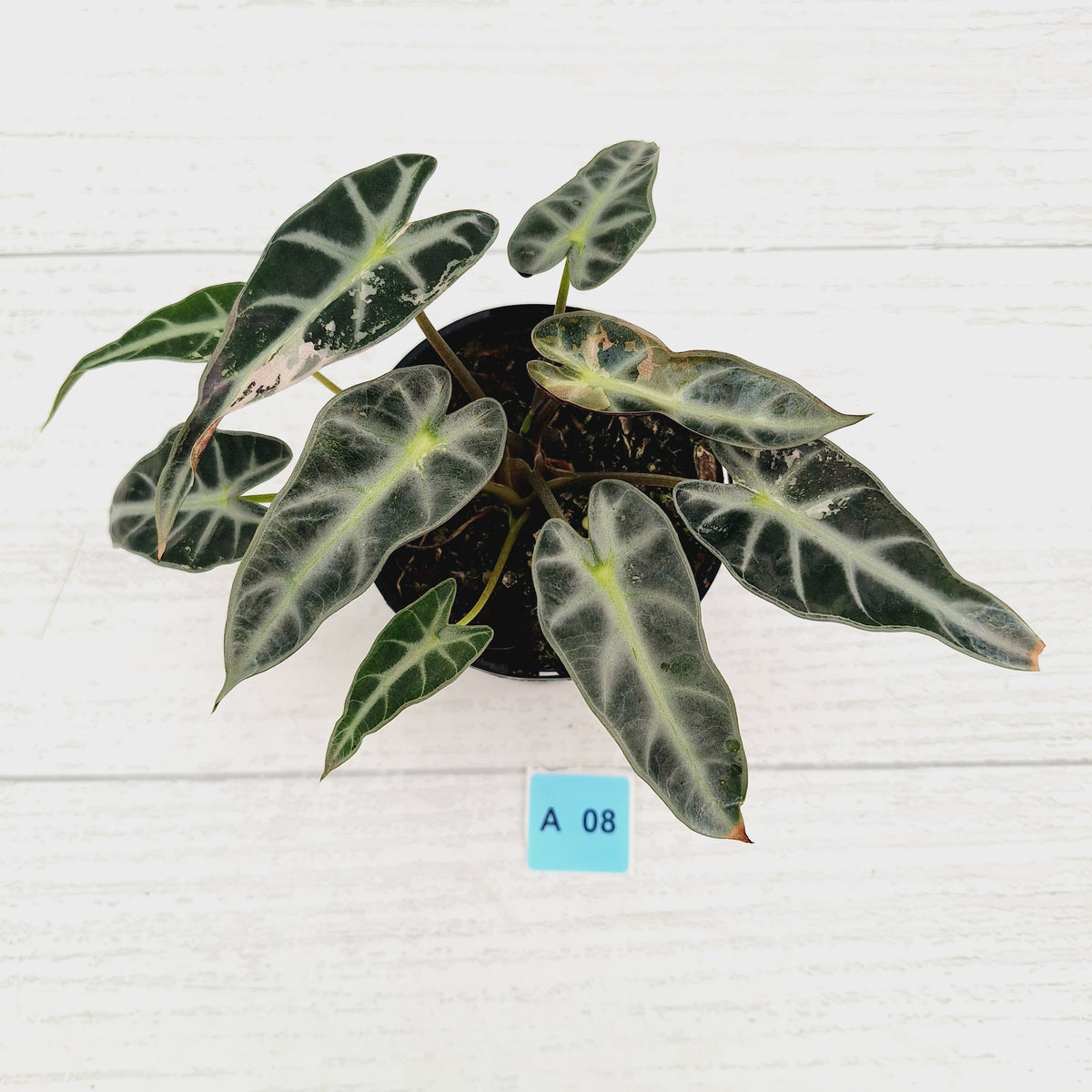 Alocasia Amazonica bambino Variegata