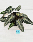 Alocasia Amazonica bambino Variegata