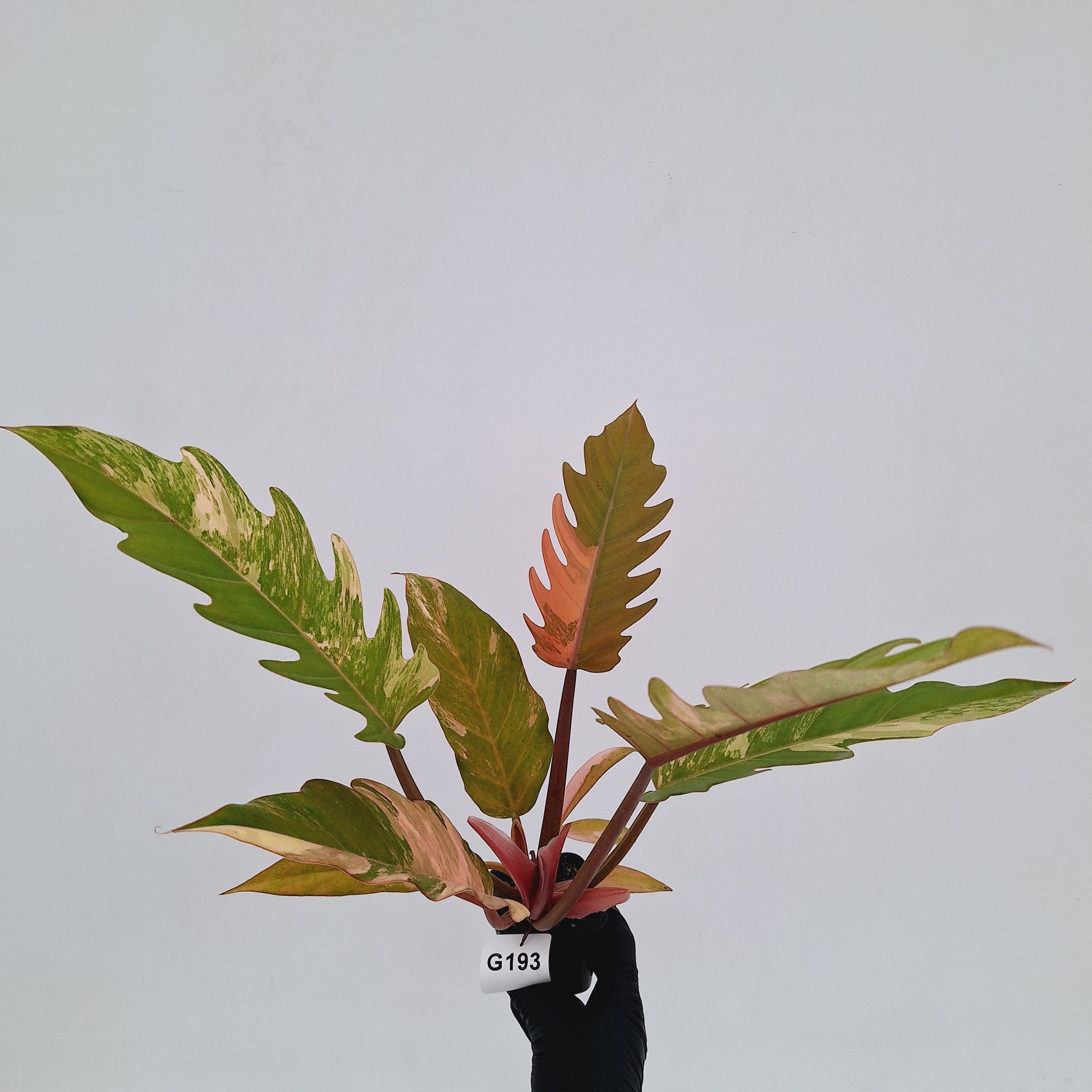 Philodendron serratum Caramel Marble