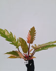 Philodendron serratum Caramel Marble