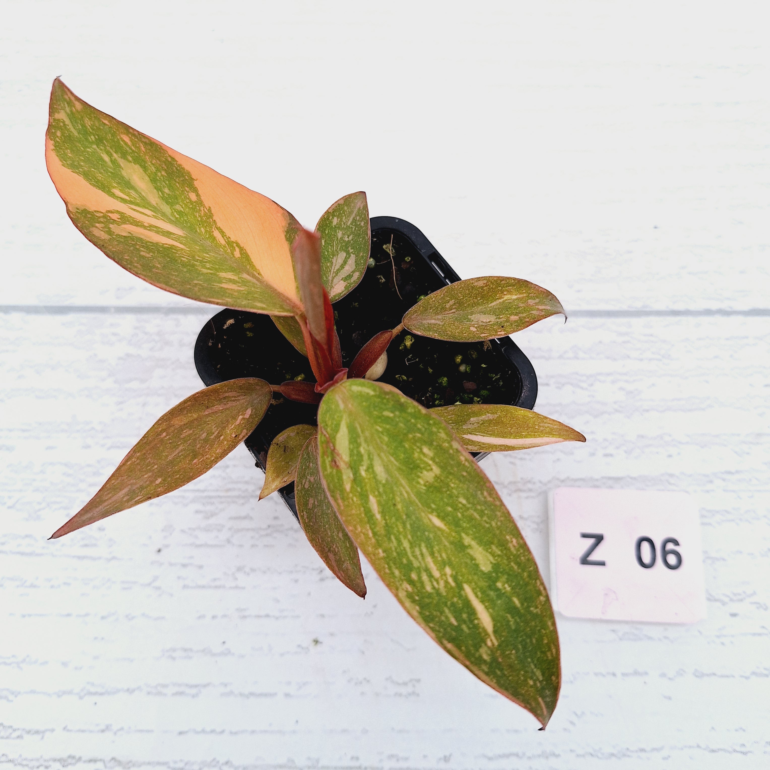 Philodendron &#39;Orange Princess&#39;