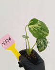 Monstera Deliciosa 'Bulbasaur - Bare Bottom Baby
