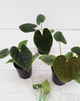 Anthurium Luxurians 125mm Gift Box - Christmas Pre-Order