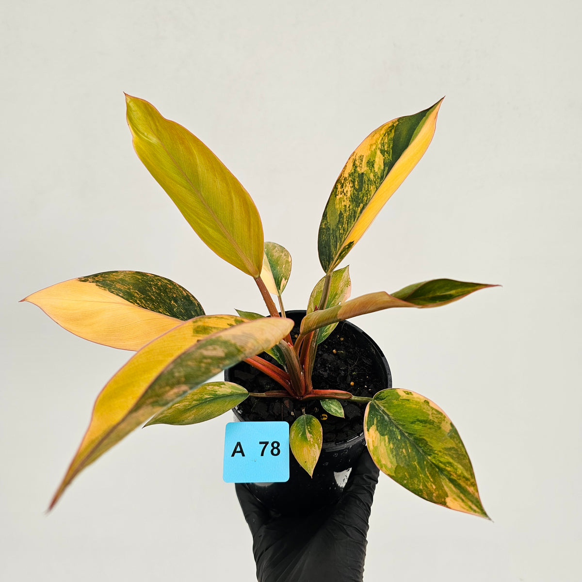 Philodendron 'Rojo Congo Variegated' 125mm