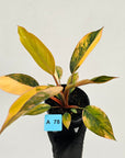Philodendron 'Rojo Congo Variegated' 125mm