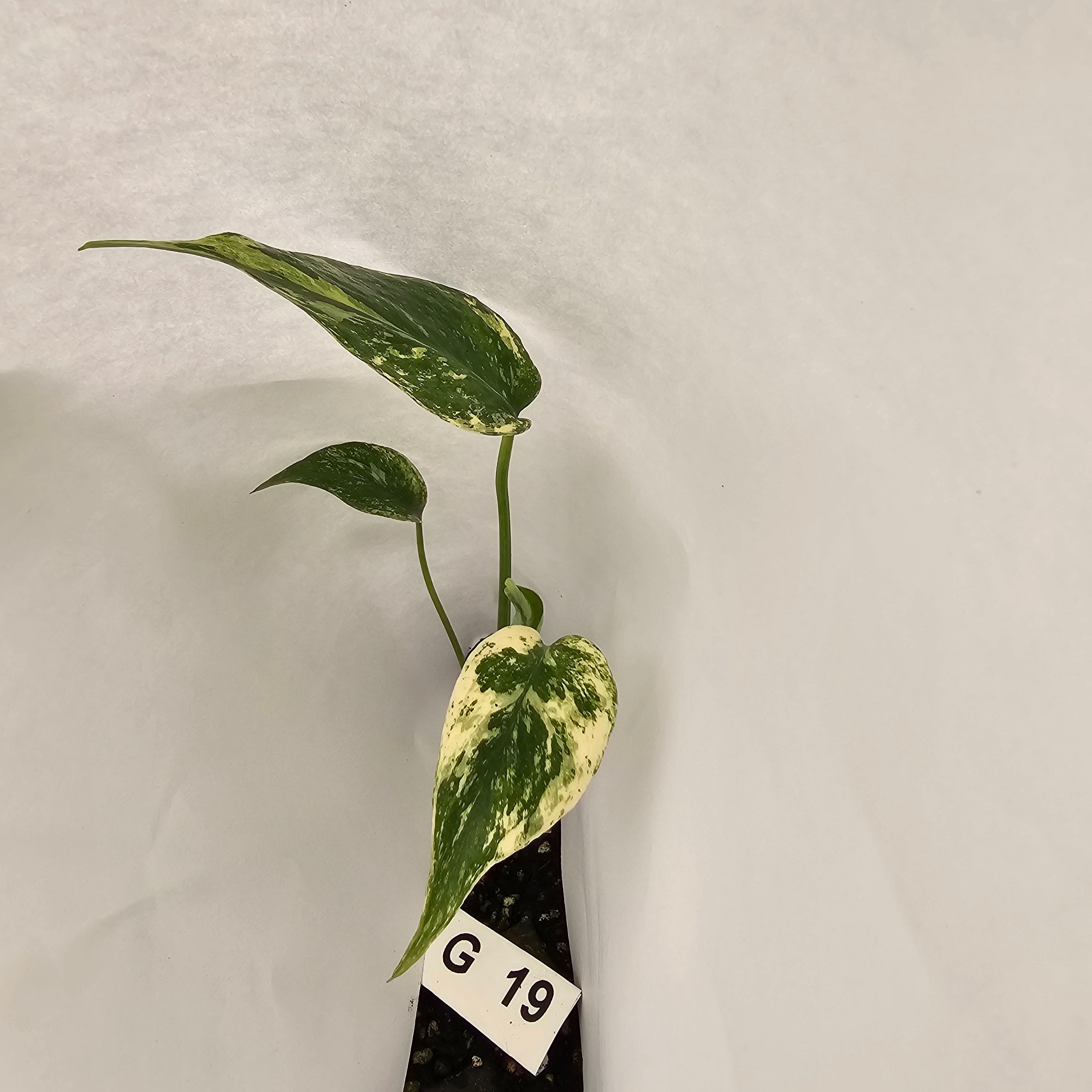 Monstera Deliciosa Mint - Bare Bottom Baby - SALE