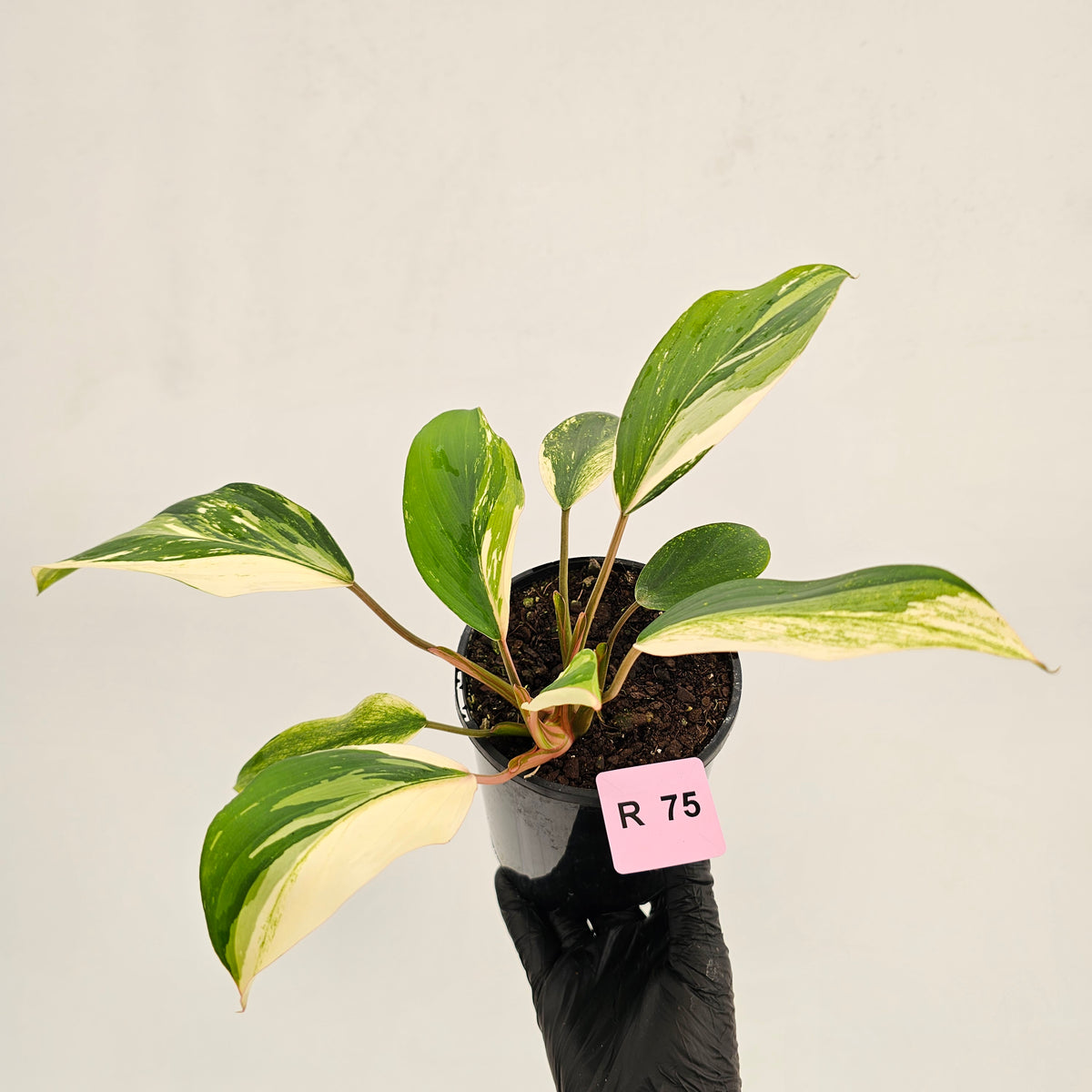 Homalomena 'Tropical Green' Variegata -sale