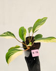 Homalomena 'Tropical Green' Variegata -sale