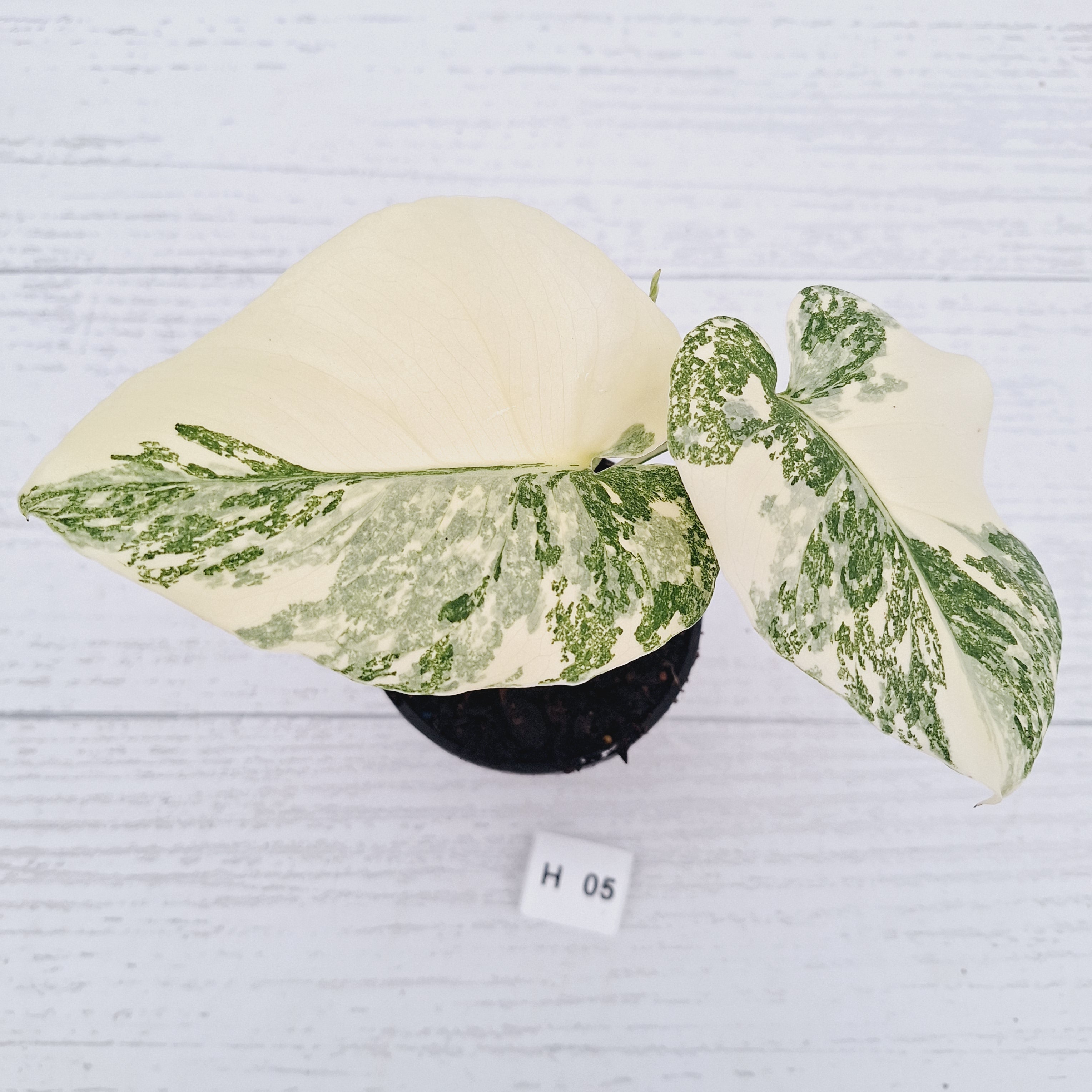 Monstera deliciosa Thai Constellation Sports