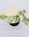 Monstera deliciosa Thai Constellation Sports
