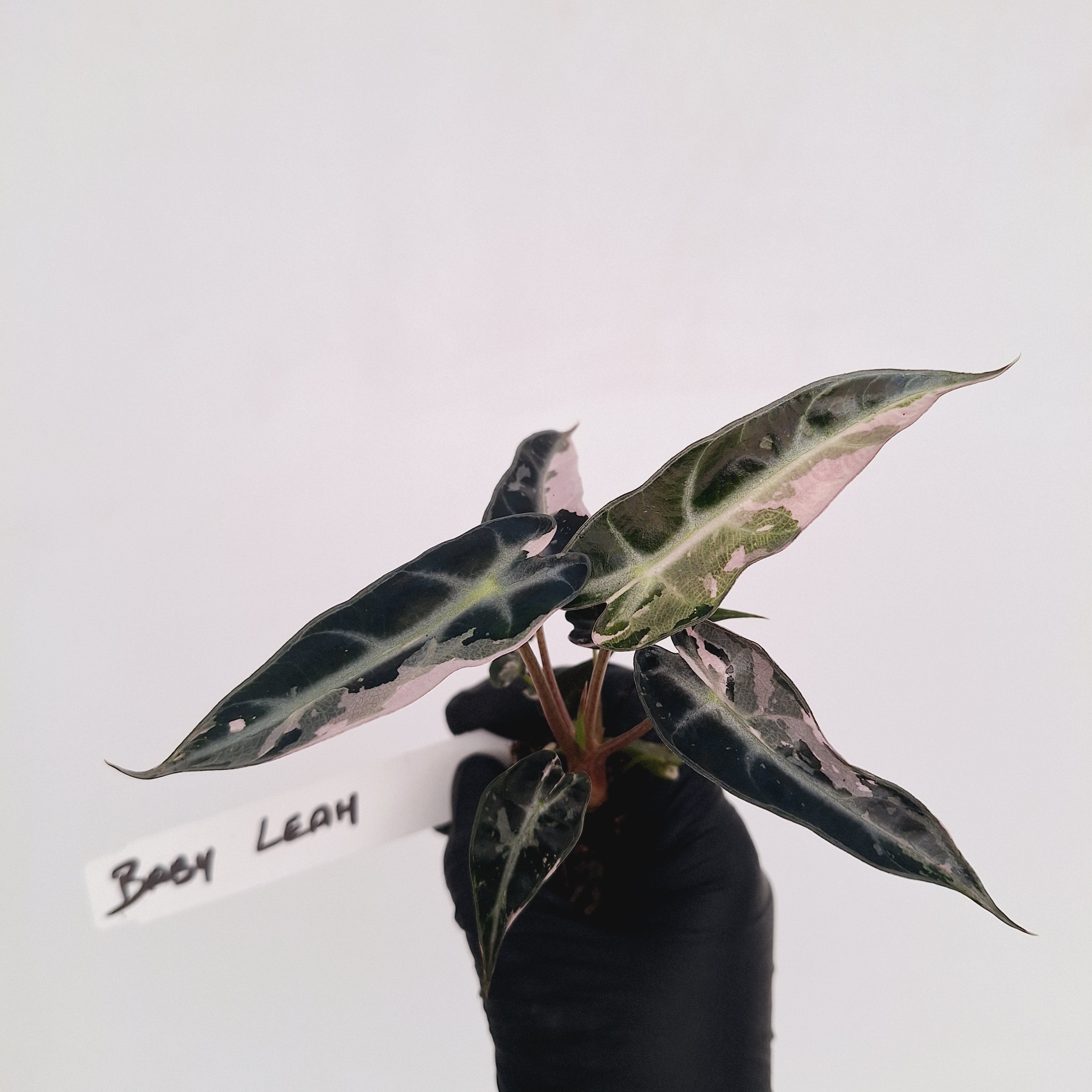 Alocasia Amazonica bambino Variegata - Bare Bottom Baby