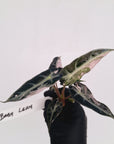 Alocasia Amazonica bambino Variegata - Bare Bottom Baby