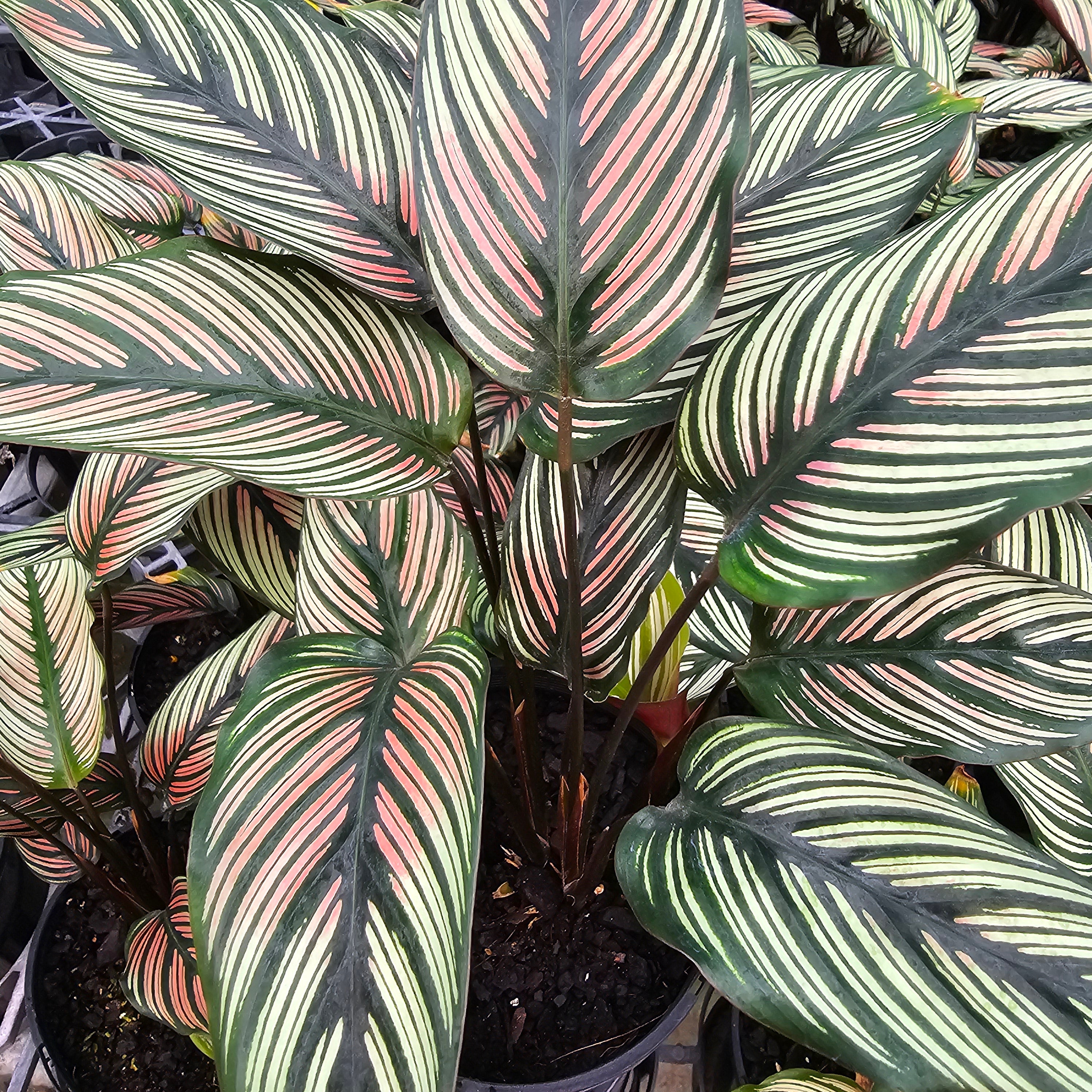 Calathea majestica 'Albo-lineata'