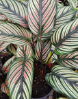 Calathea majestica 'Albo-lineata'