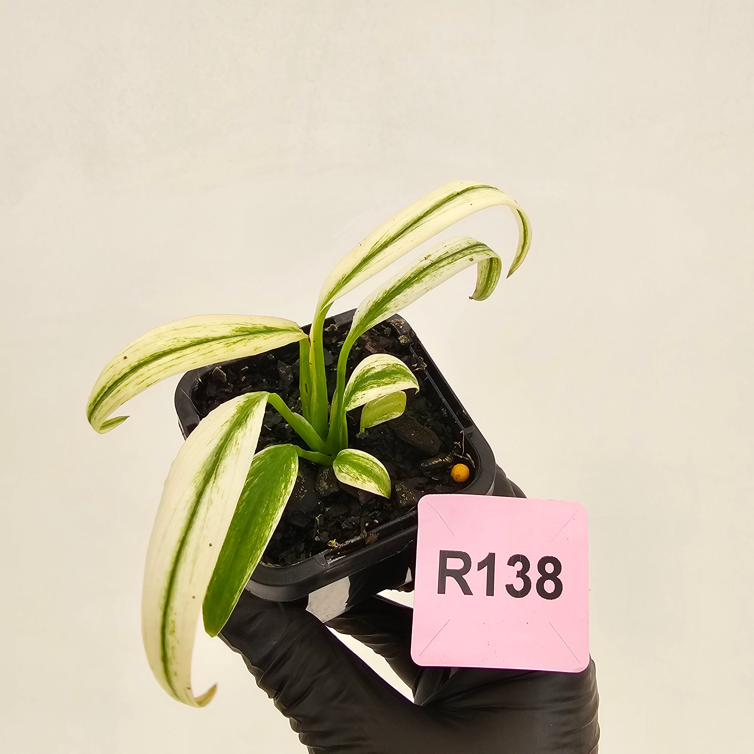 Epipremnum amplissimum variegata 'Albo'