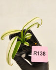 Epipremnum amplissimum variegata 'Albo'