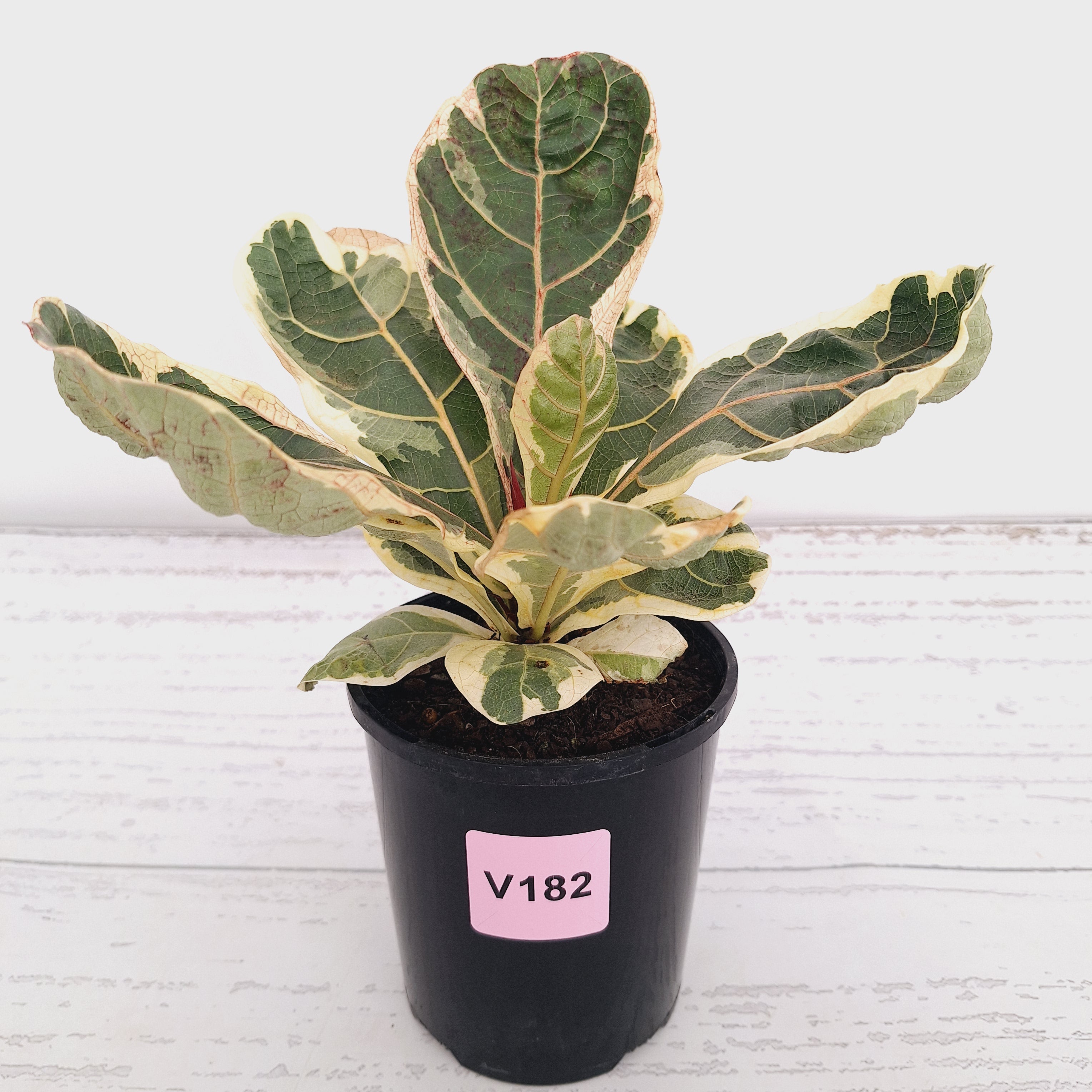 Ficus lyrata Variegata