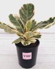 Ficus lyrata Variegata