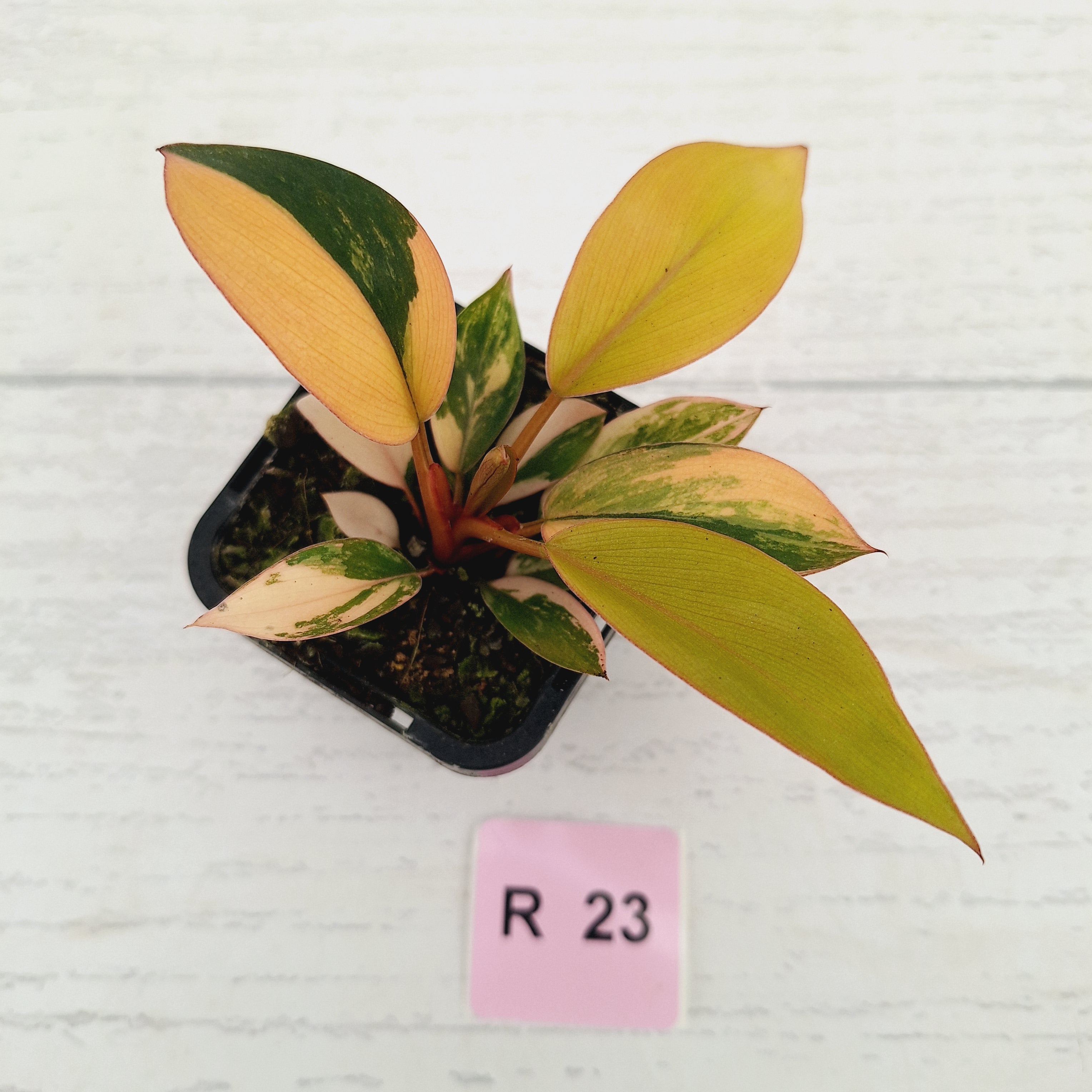 Philodendron 'Rojo Congo Variegated' 70mm