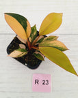 Philodendron 'Rojo Congo Variegated' 70mm