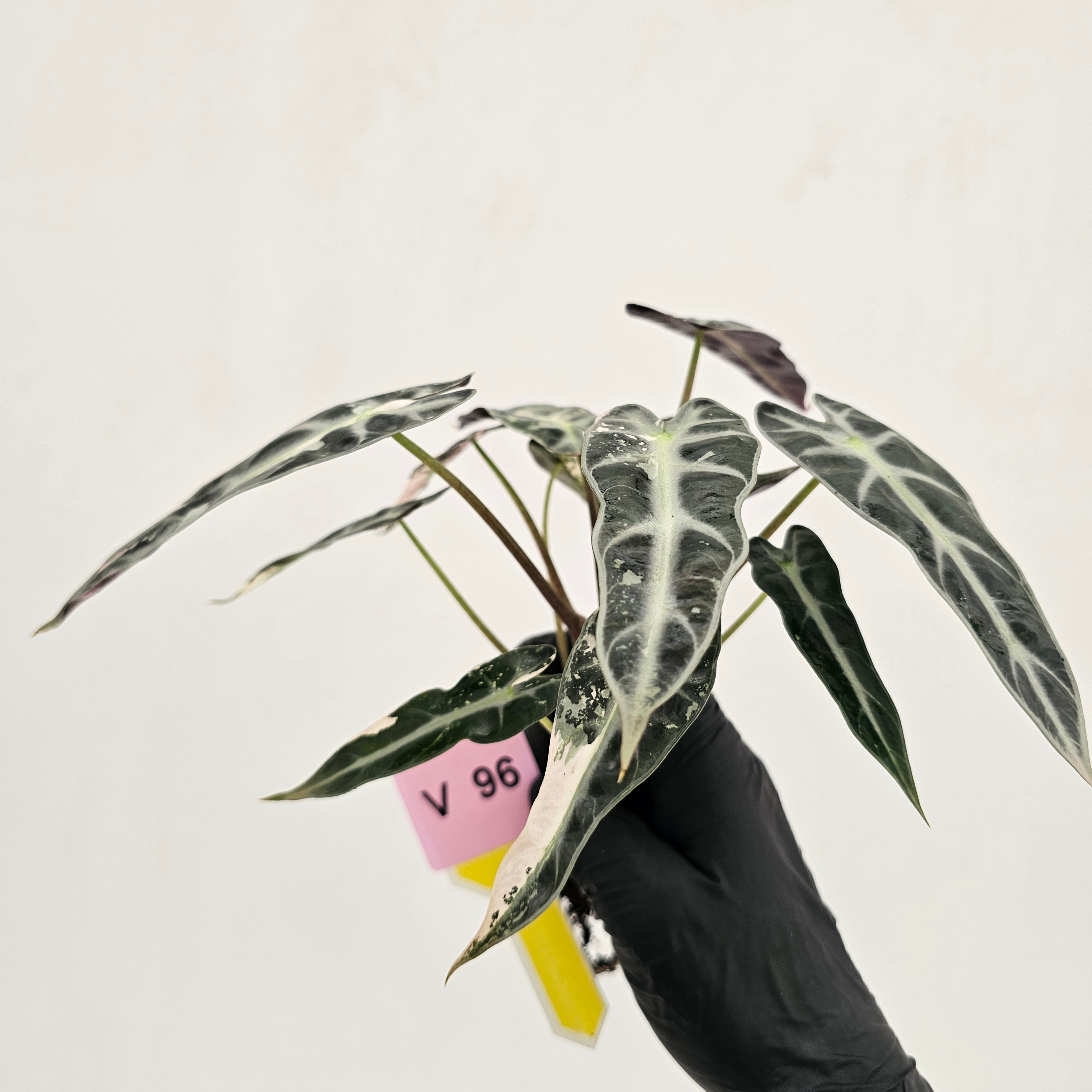 Alocasia Amazonica bambino Variegata - Bare Bottom Baby