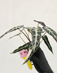 Alocasia Amazonica bambino Variegata - Bare Bottom Baby