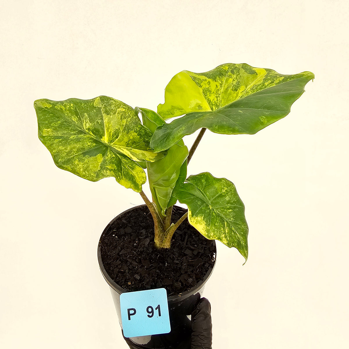 Alocasia Portora Variegata - SALE