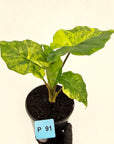 Alocasia Portora Variegata - SALE