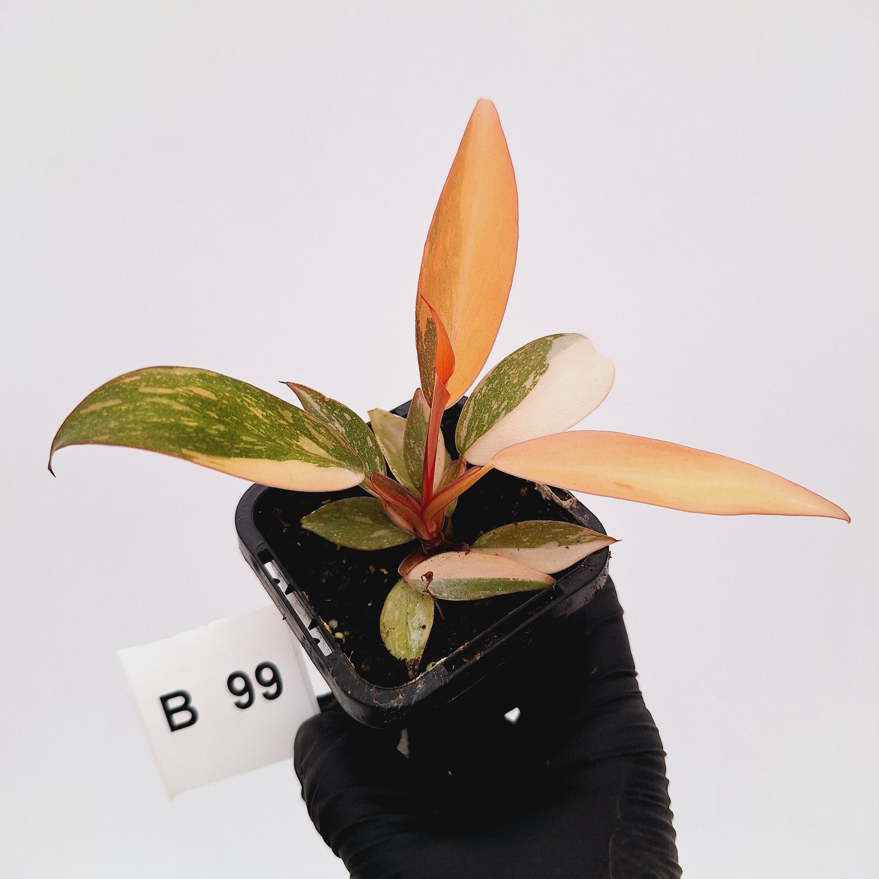 Philodendron 'Orange Princess'