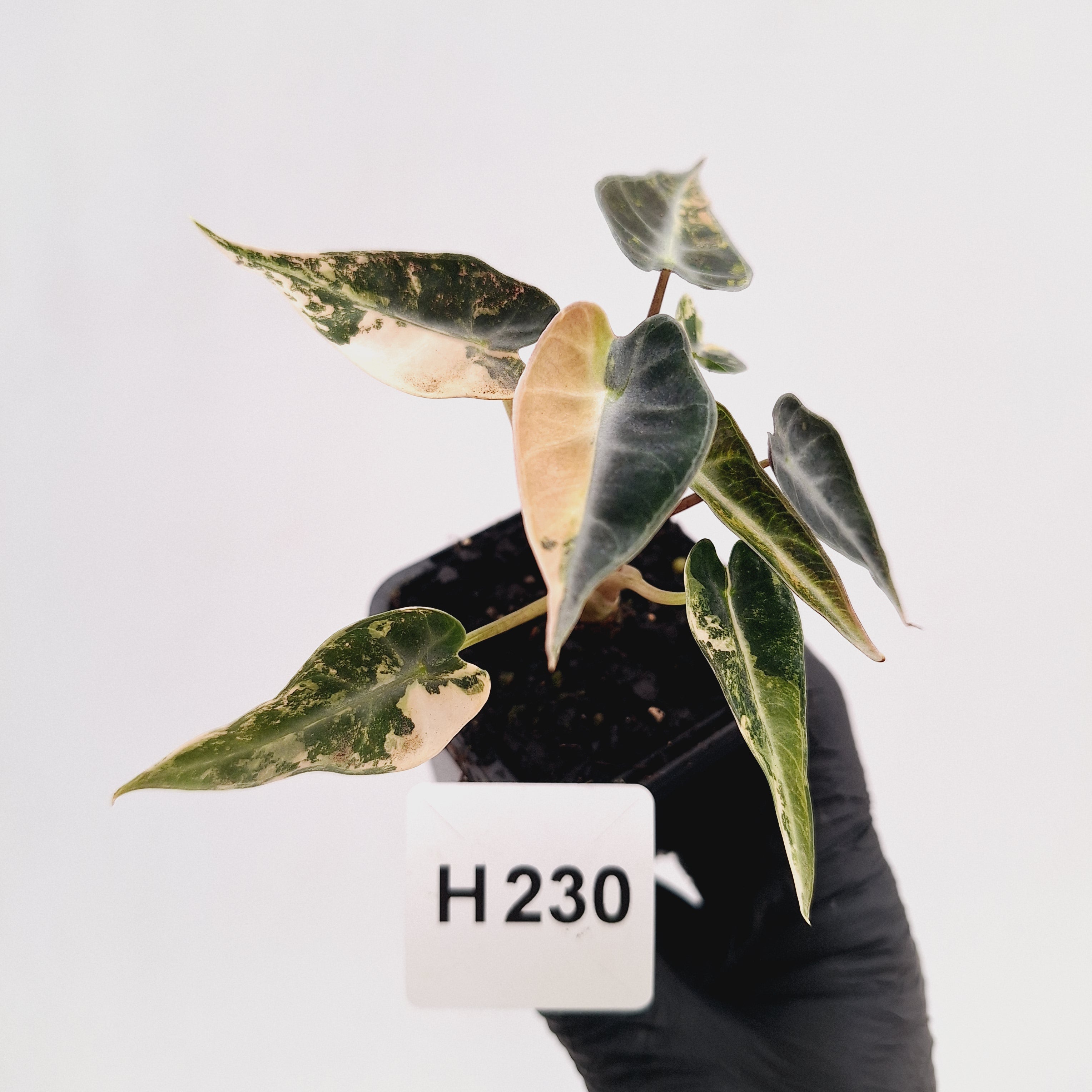 Alocasia Amazonica  bambino Variegata