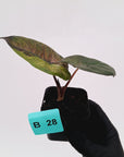 Alocasia macrorrhizos 'plumbea Variegata'