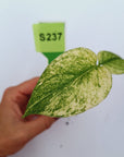 Monstera Deliciosa 'White Monster' - Bare Bottom Baby