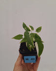 Alocasia Okinawa Silver