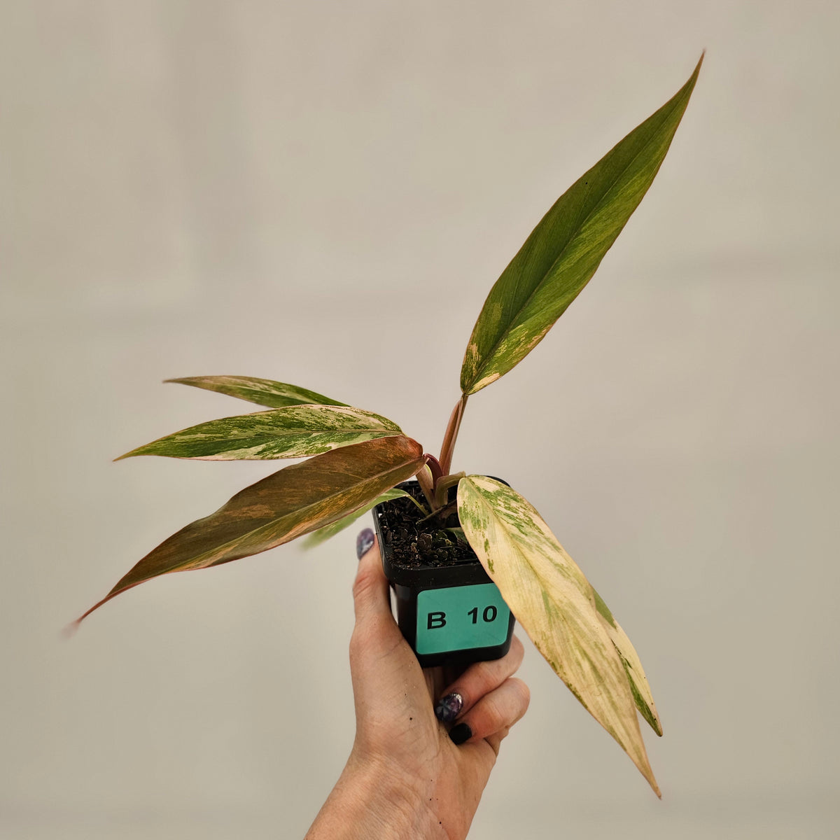 Philodendron serratum 'Caramel Marble' -flash sale