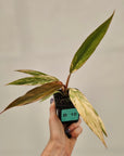 Philodendron serratum 'Caramel Marble' -flash sale